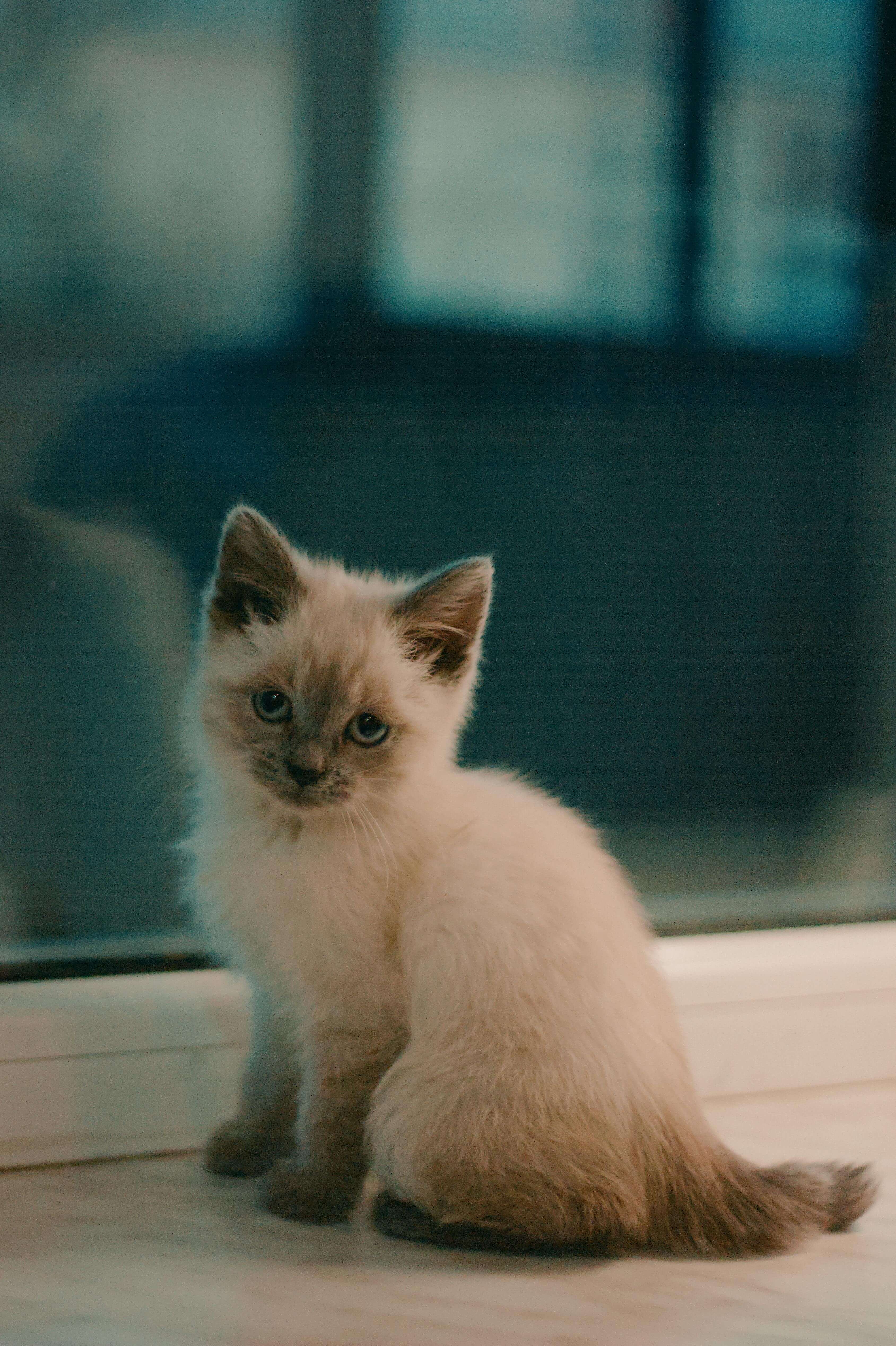 한국 야생 동물 삵의 청각 후각 한계 실험 - 감각 생태학으로 본 포식자의 능력치