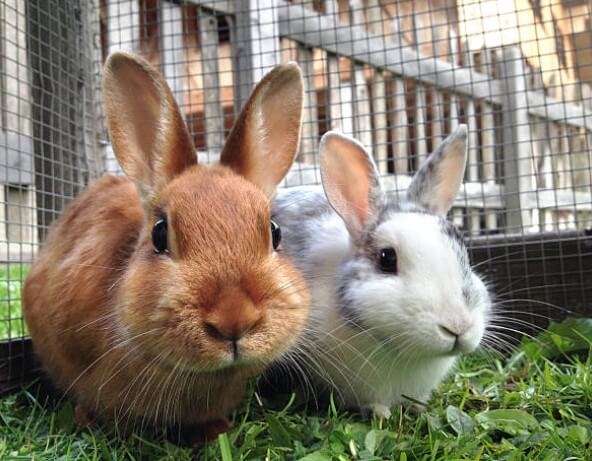 토끼띠와잘안맞는띠