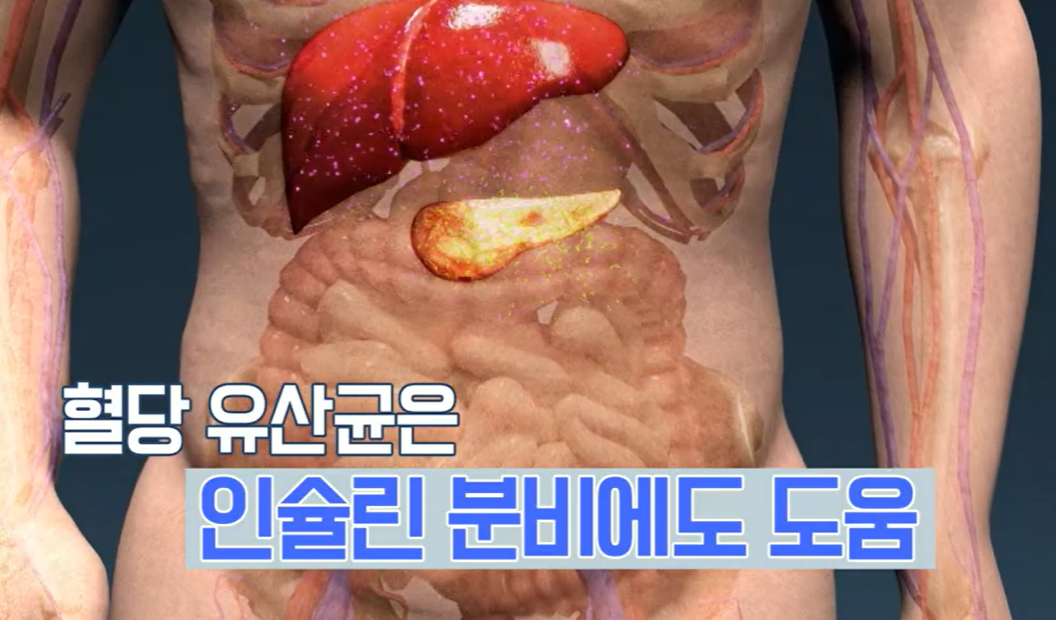 혈당 유산균
