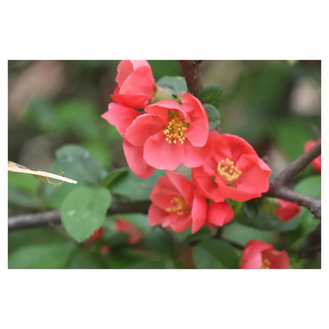 맥문동과 관련된 사진입니다.