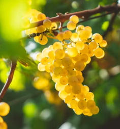 포도 효능 부작용