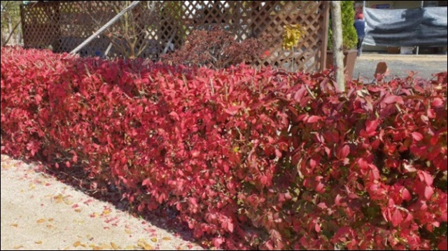 화살나무 효능과 활용법, 알아보고 건강 지키세요