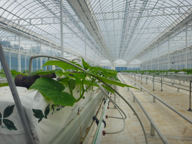  호평농장 미니오이