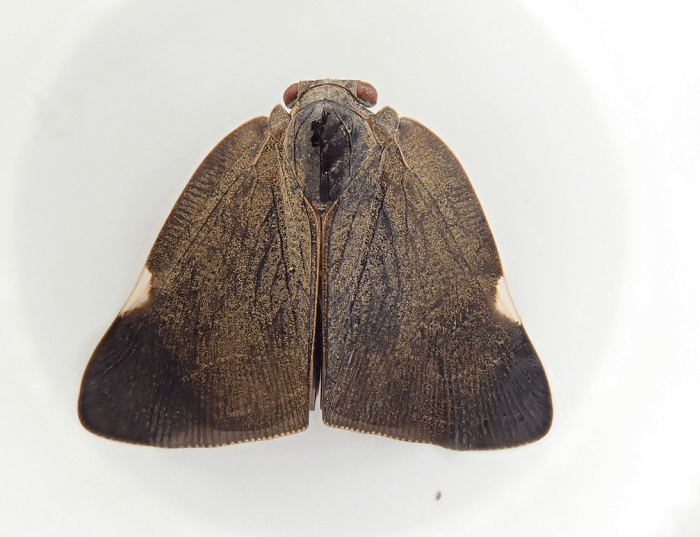 갈색날개매미충