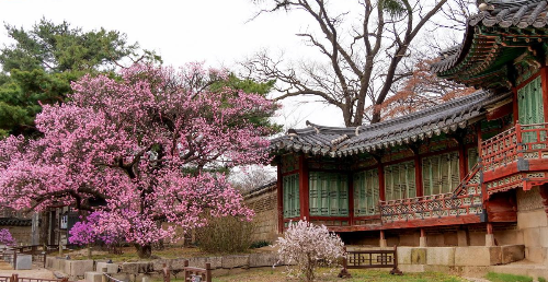 전국 매화 명소 추천 BEST 5, 광양·통도사·화엄사·휴애리 개화 시기·여행 코스 추천