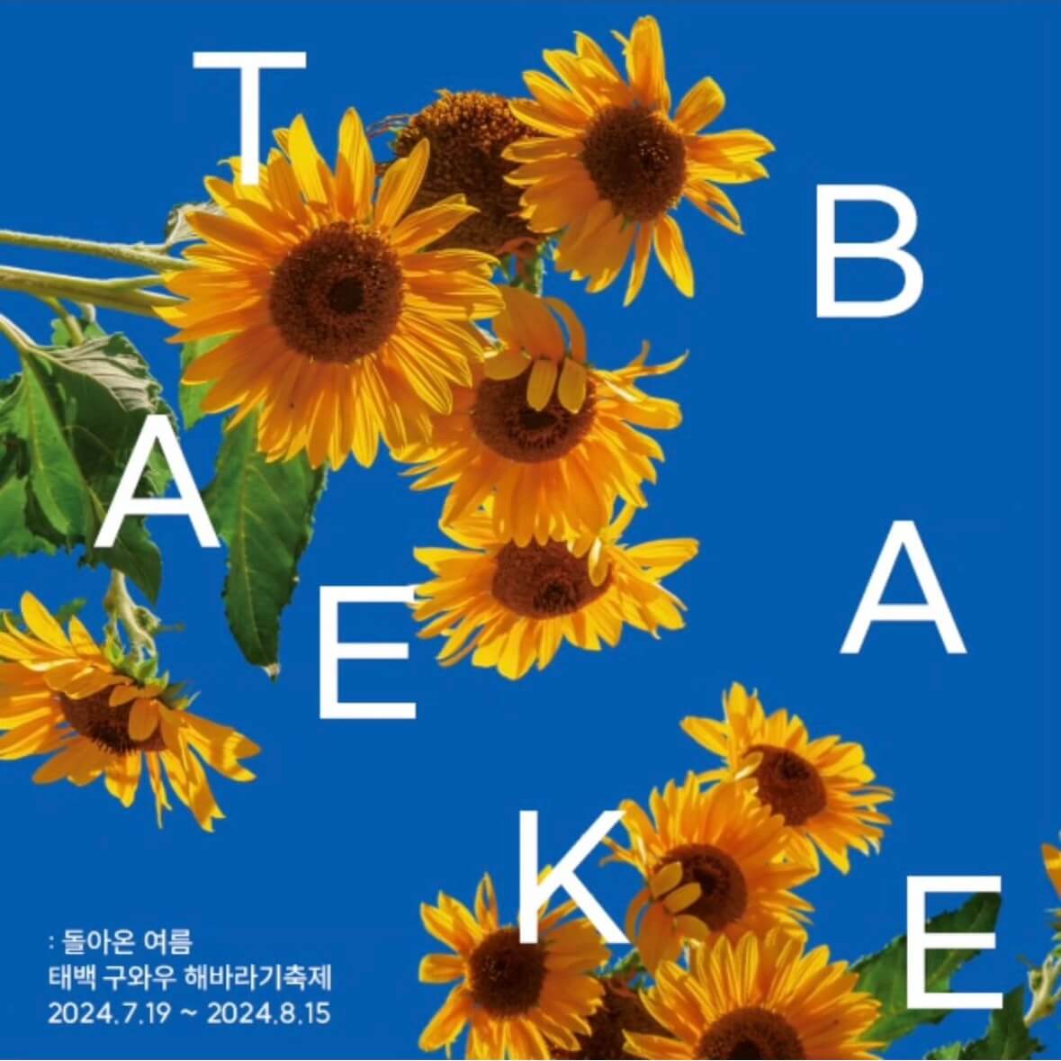 태백 해바라기축제