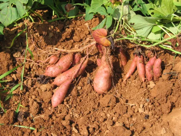 중부지방 고구마 수확시기 핵심 체크_2