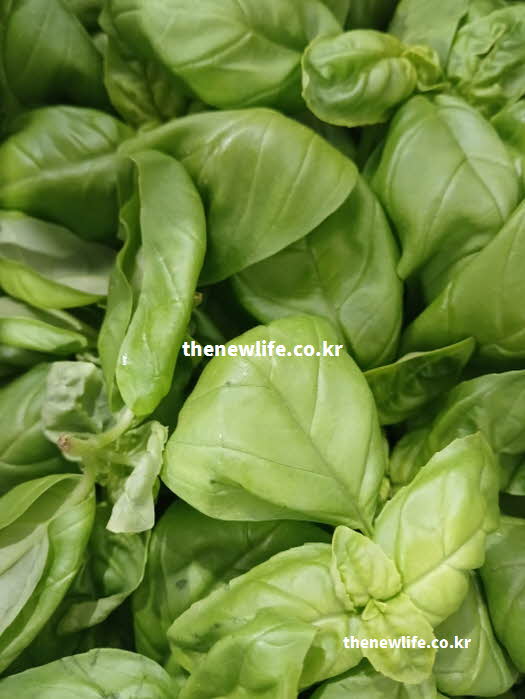 바질 효능 영양 성분 베타카로틴 플라보노이드