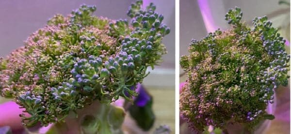 계속자라나는브로콜리