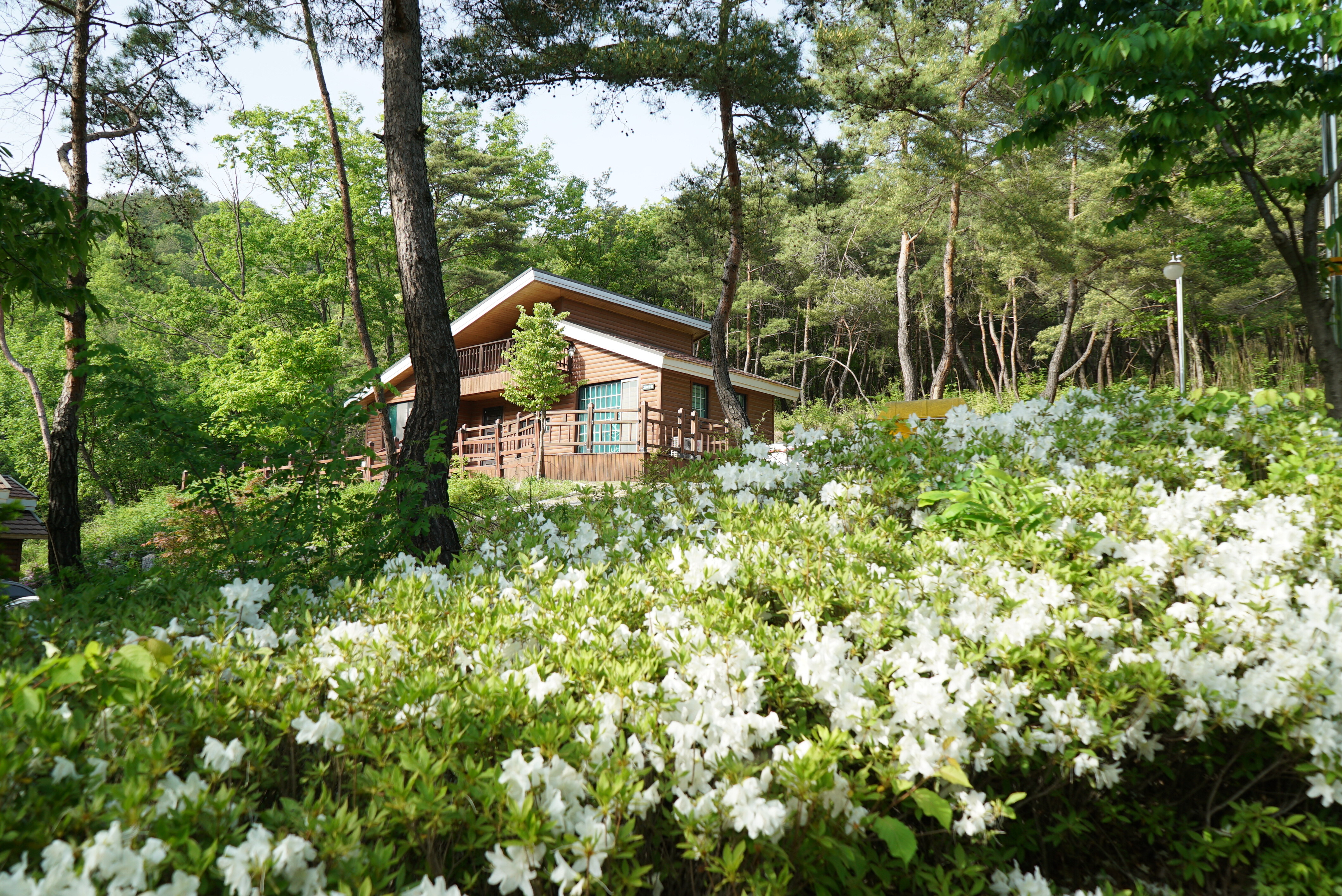 충북 단양 소선암 자연휴양림 주변 맛집 카페 마트 전통시장 오일장 특산물 시세 강아지 동반 정보