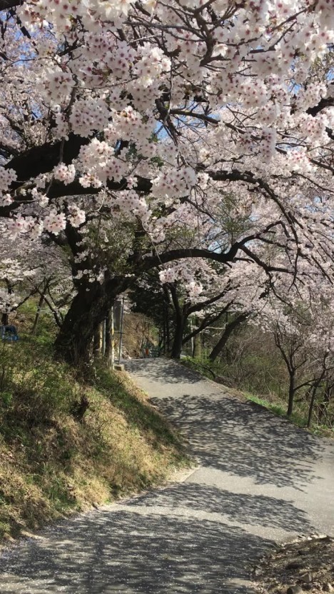 합천 해인사 벚꽃길