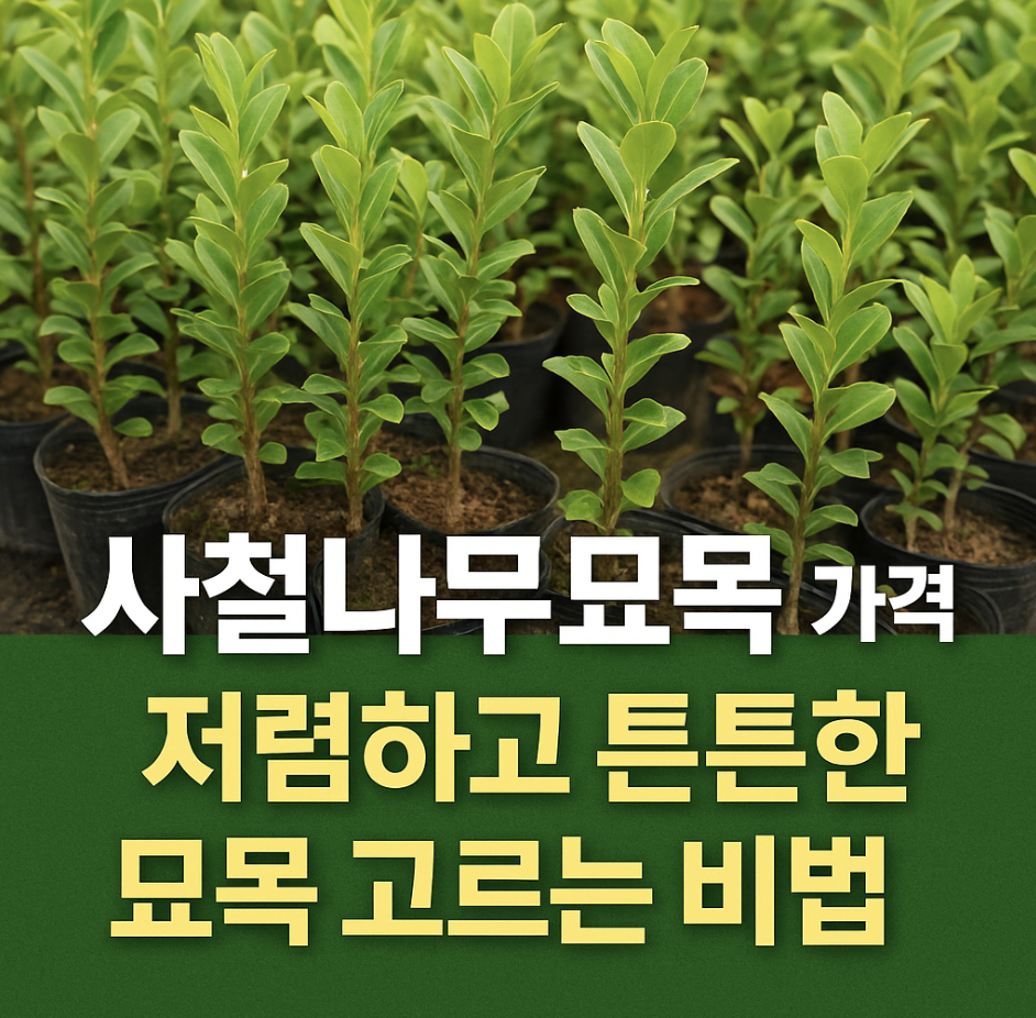 사철나무 묘목 가격, 저렴하고 튼튼한 묘목 고르는 비법