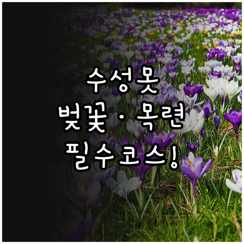 수성못 분수쇼 시간과 목련 벚꽃 구경..