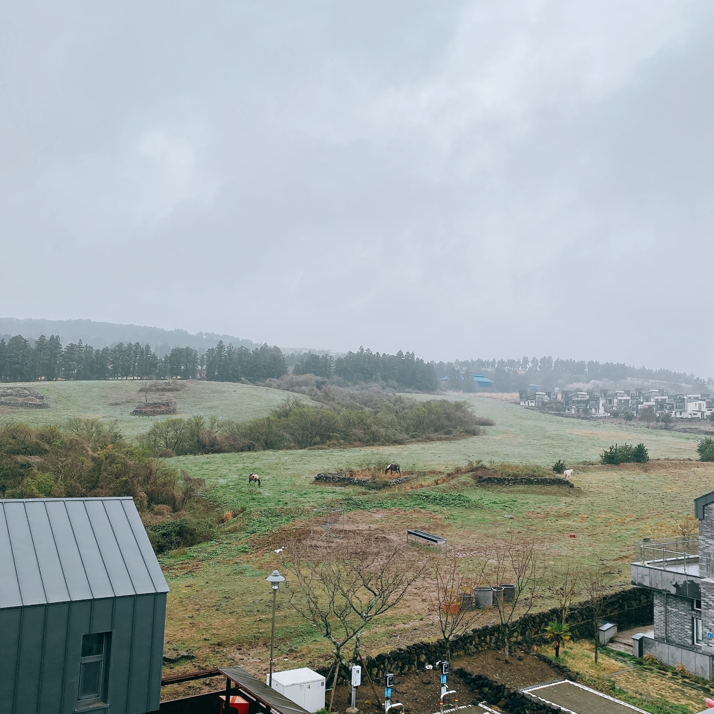제주 신비마을 도깨비도로 벚꽃명소 레크레 카페