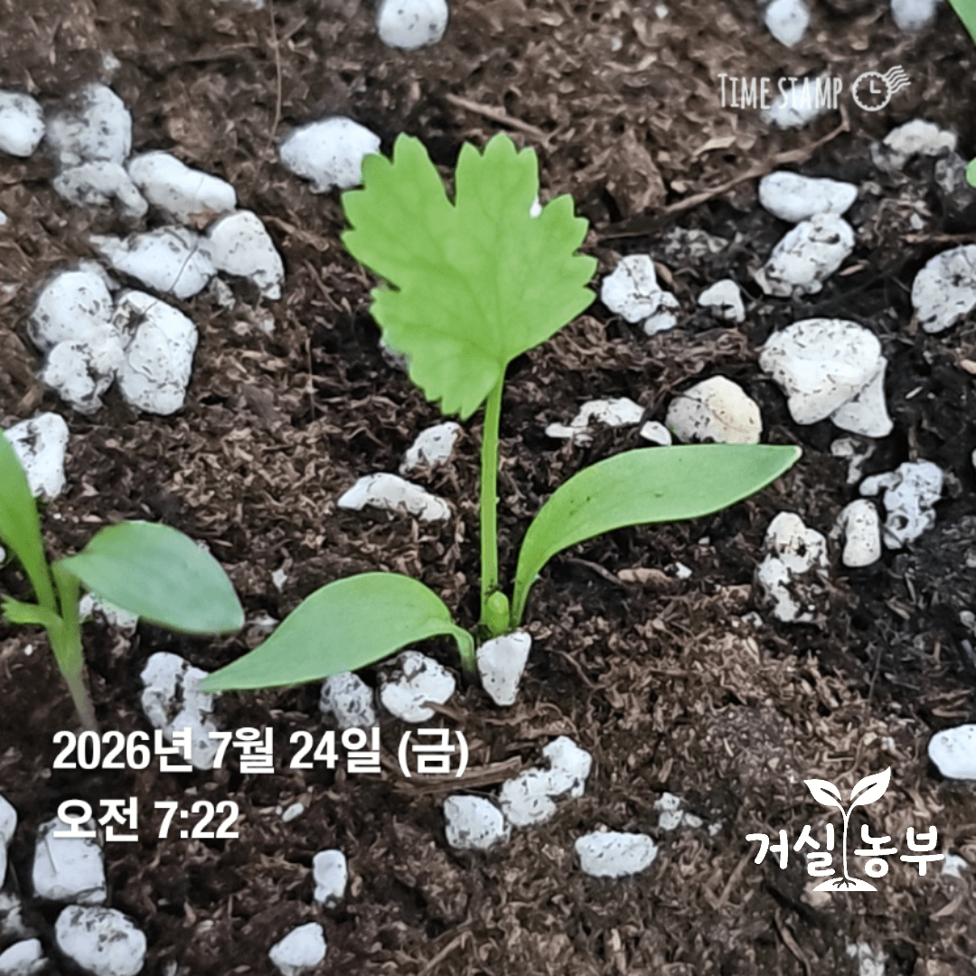 떡잎 사이에서 첫 본잎이 올라오는 어린 고수 새싹