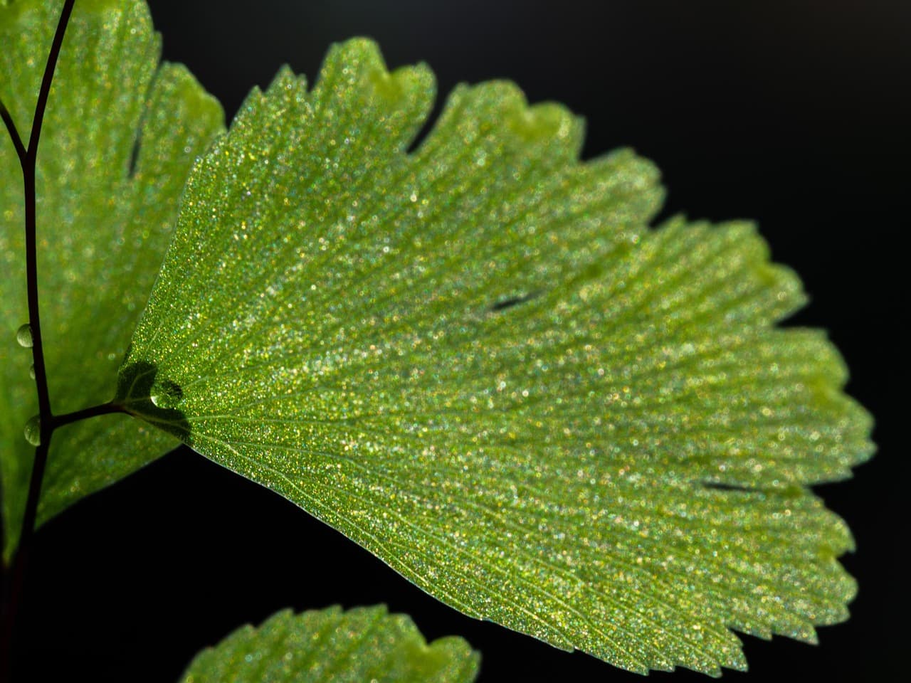 고사리 실내 정원 은퇴 후 삶의 여유와 자연을 함께 즐기는 공간
