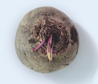 비트 효능 및 부작용 먹는 방법 칼로리 소변색