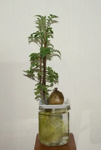 감자 재배 심는간격 상토 선택 배수 관리_10