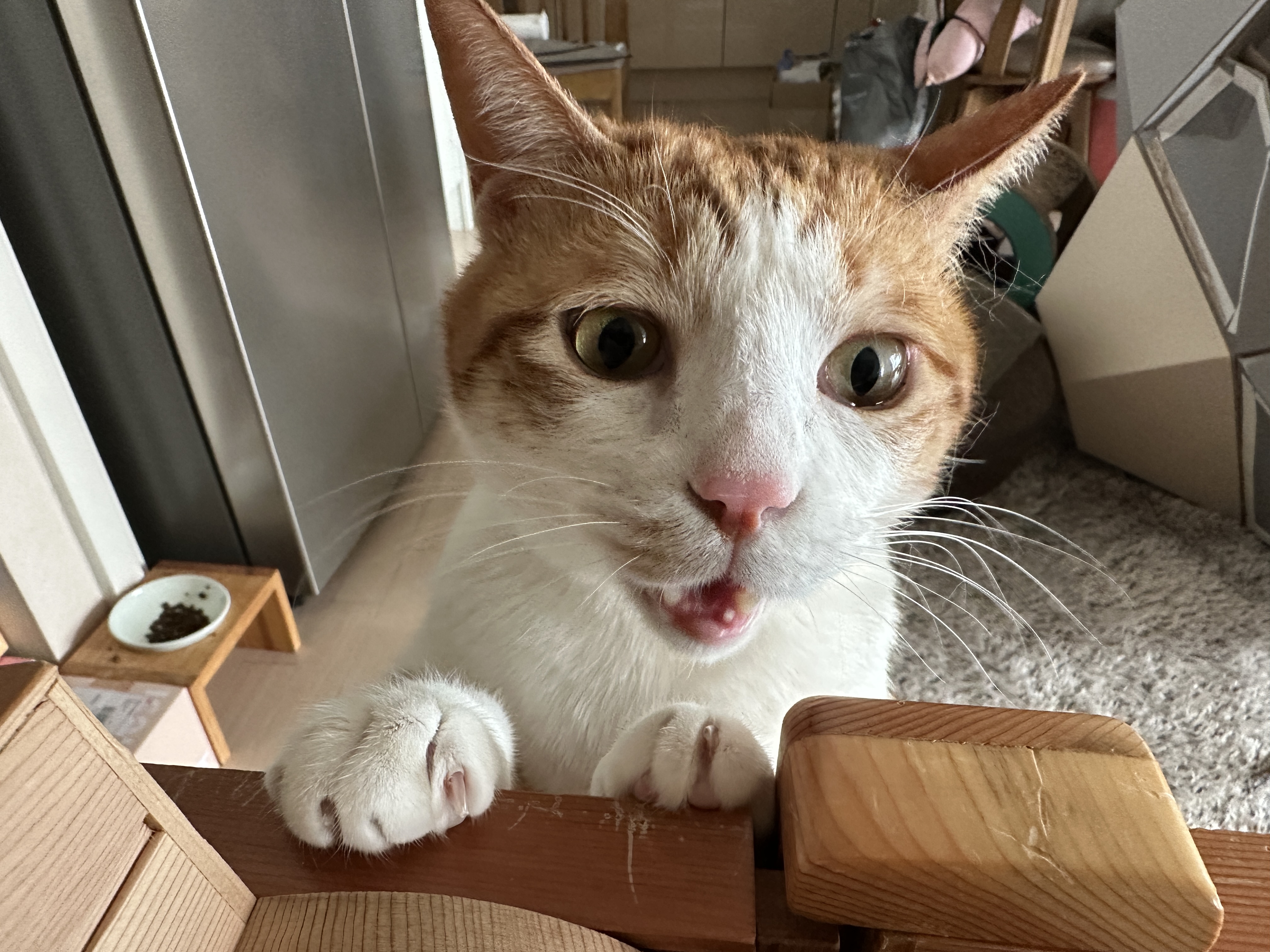 소심한 막둥이가 엄마를 지키는 방법 (feat.긴장해서 코까지 빨개진 막둥이)