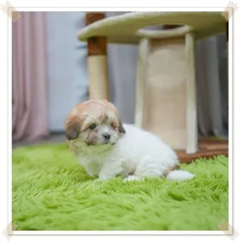 전 세계에서 가장 비싼 강아지 TOP20 몸값 높은 명품견 총정리 안내_11