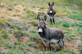 텍사스의 작은 마을