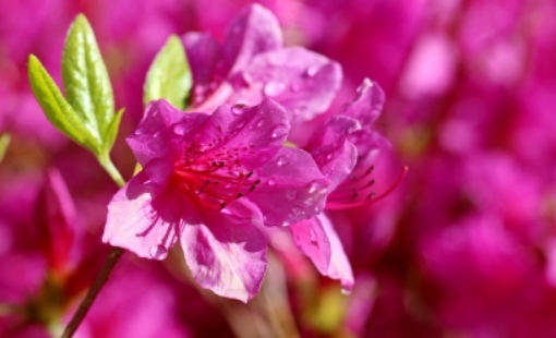 2025 군포 철쭉축제 교통 안내