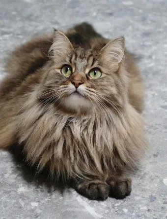 노르웨이숲 고양이 유전병 분양 털빠짐_33