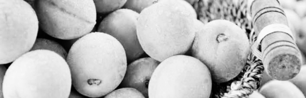 매실 따는 시기