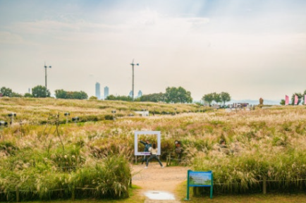 하늘공원 억새축제