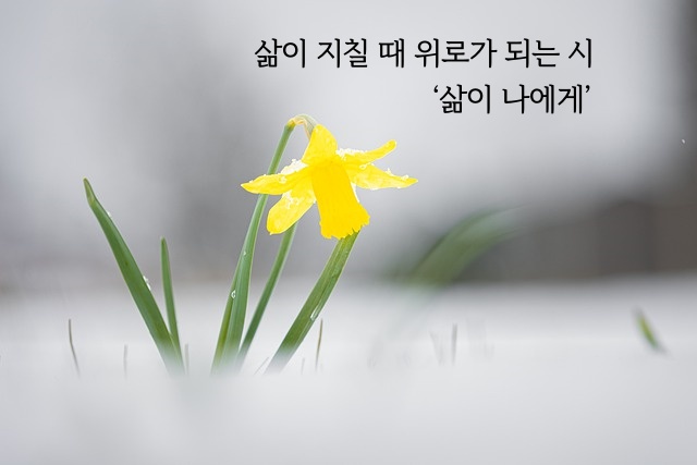 섬네일 이미지