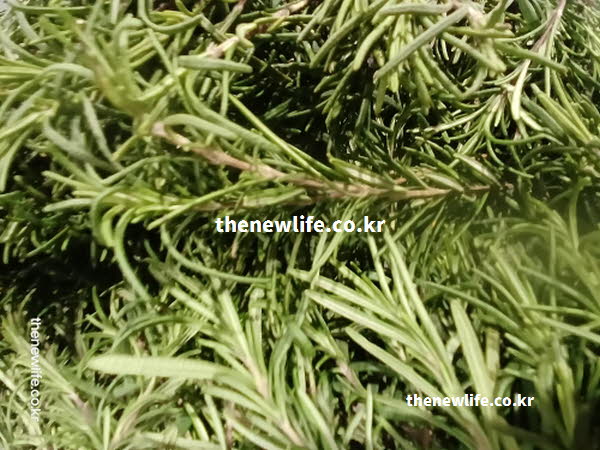 로즈마리 차 효능이 혈관 건강 증진에 기여하는 플라보노이드가 풍부한 실사진