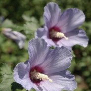 무궁화 다이어트 효과 있는 복용법|변화가 느껴지는 섭취 방법