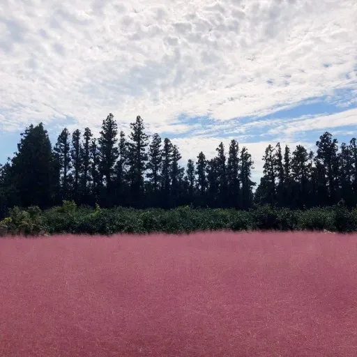 평택 바람새마을 핑크뮬리 가을 여행 인생샷 명소 추천으로 안내_8