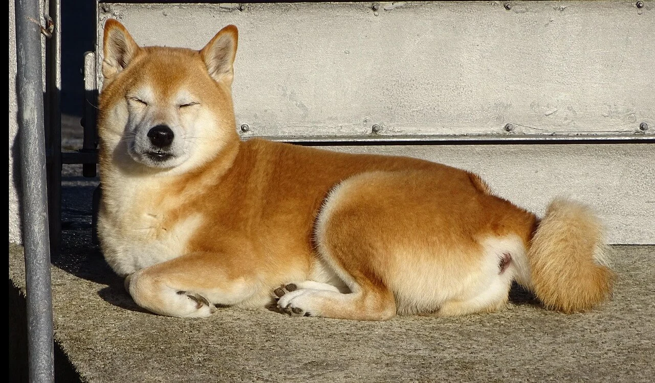 시바견 성격