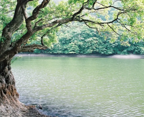 주산지