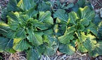 봄동 재배 파종시기 노지 월동 보온 피복 웃거름 타이밍_4