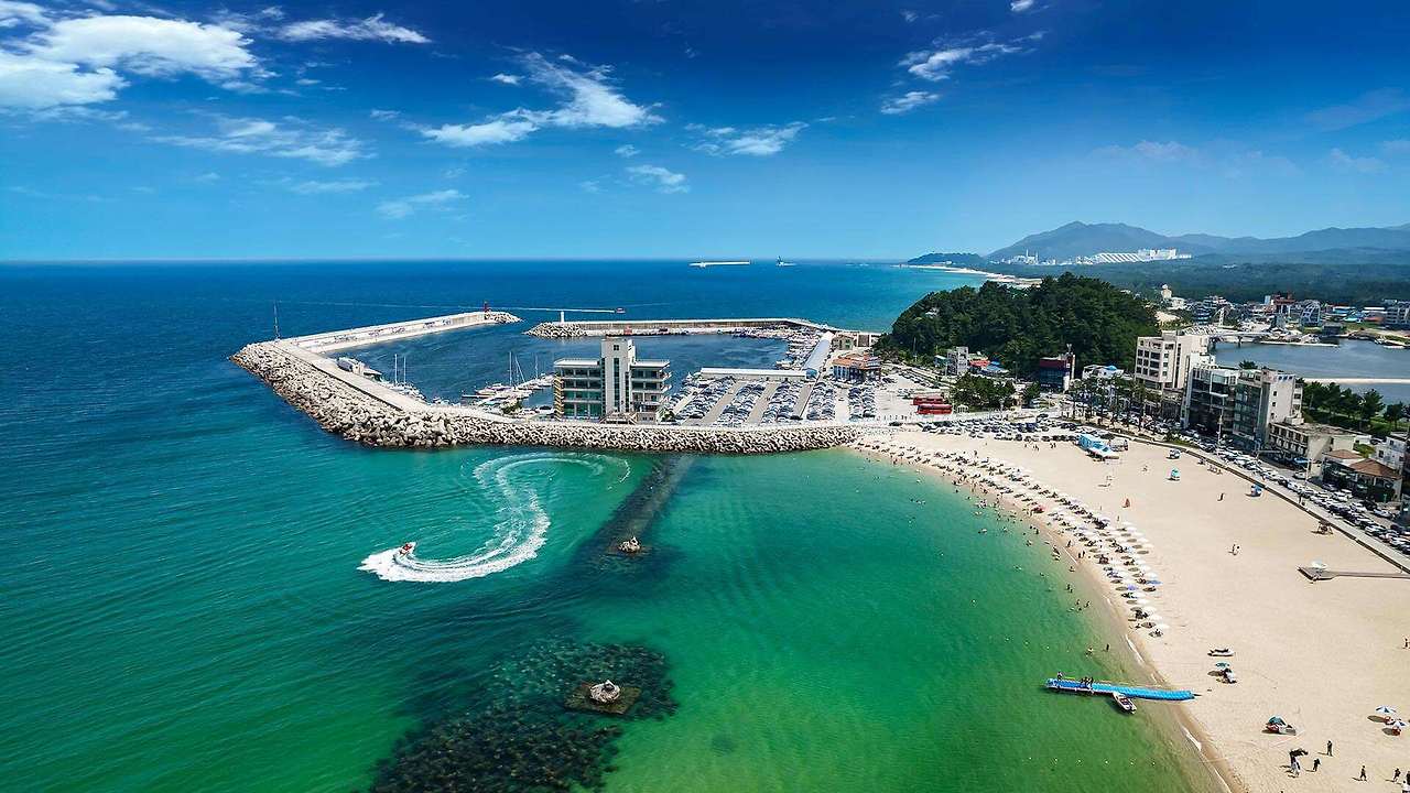 강릉 사근진 해변 유채꽃밭