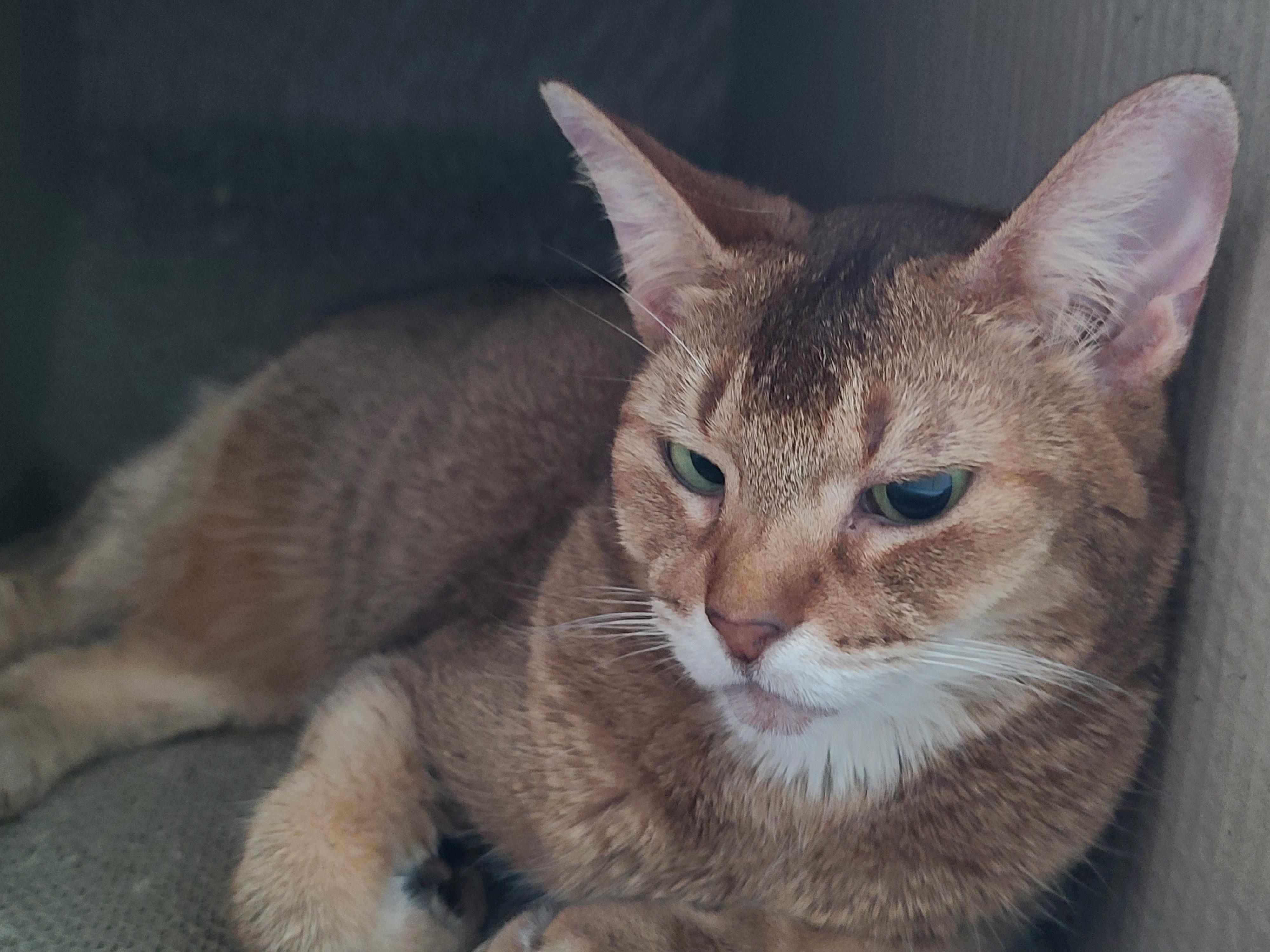 귀엽게 자는 고양이들. 비오는날 아홉냥이들.