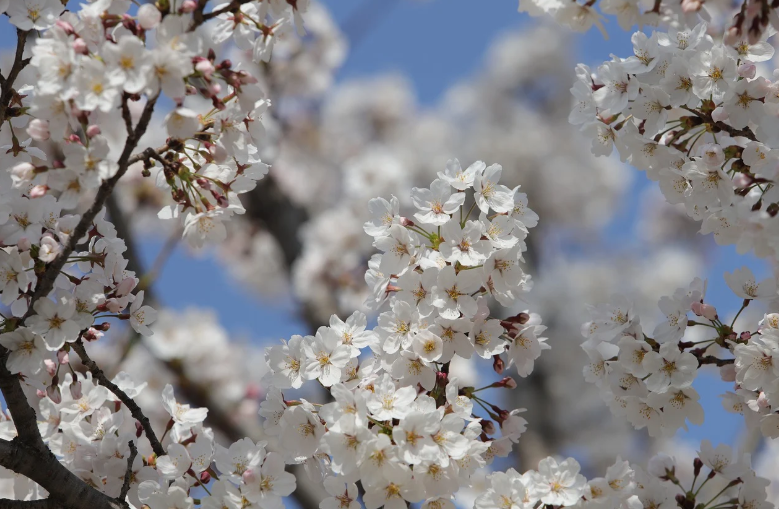 진해 벚꽃 드라이브 관련 사진