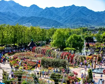 곡성 장미축제_2