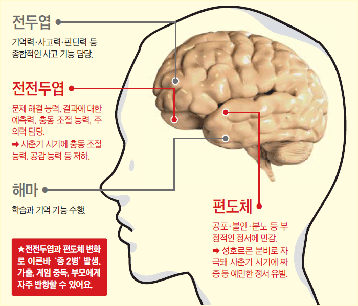 사춘기 아이가 갑자기 변하는 이유, 부모가 꼭 알아야 할 몸과 뇌의 변화