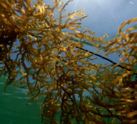 칼슘 하루 권장량 성인 1일 섭취방법