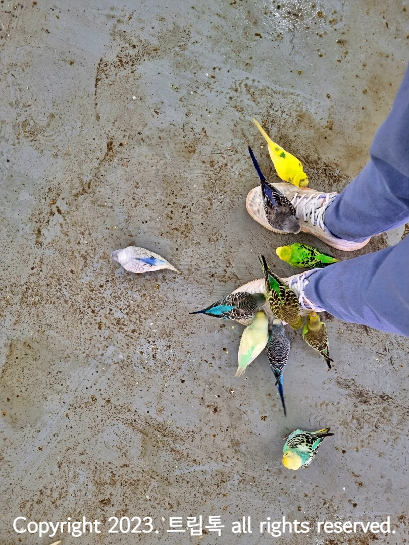 바닥과 신발위에 양무새가 올라온다