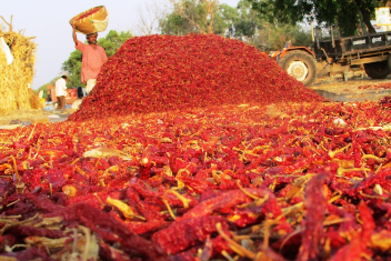 모종 고르는 꿀팁 2