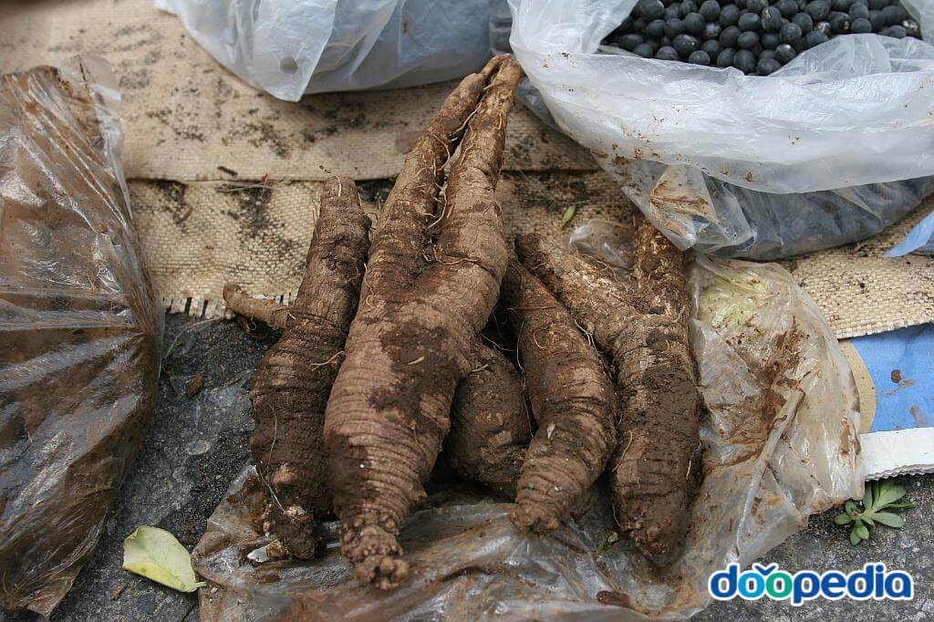 수확 직후 더덕