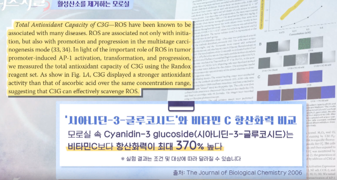 모로실 효능