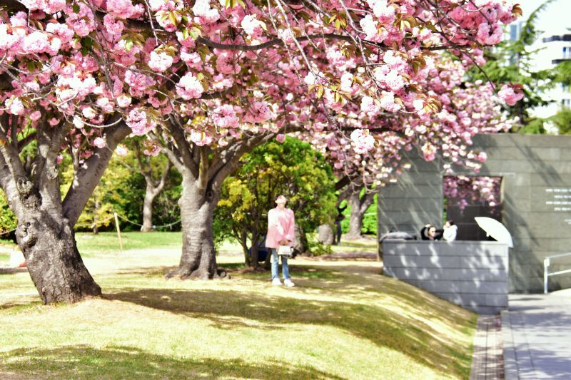 부산 겹벚꽃 명소 부산 유엔공원