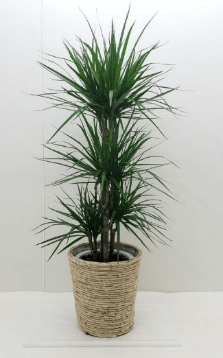 드라세나 마지나타 물주기 키우기 가지치기 알아보기