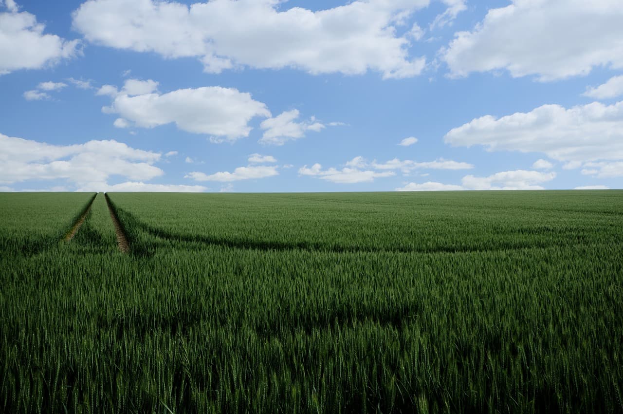 스트레스성 두통 완화를 위한 가정 수경재배 심리치유 모델