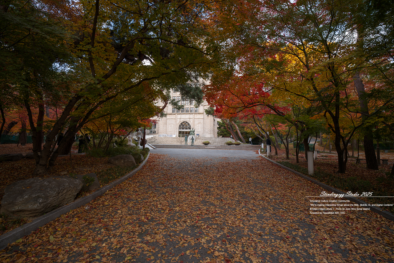 #서울 #경희대 #경희대학교 #단풍 #가을